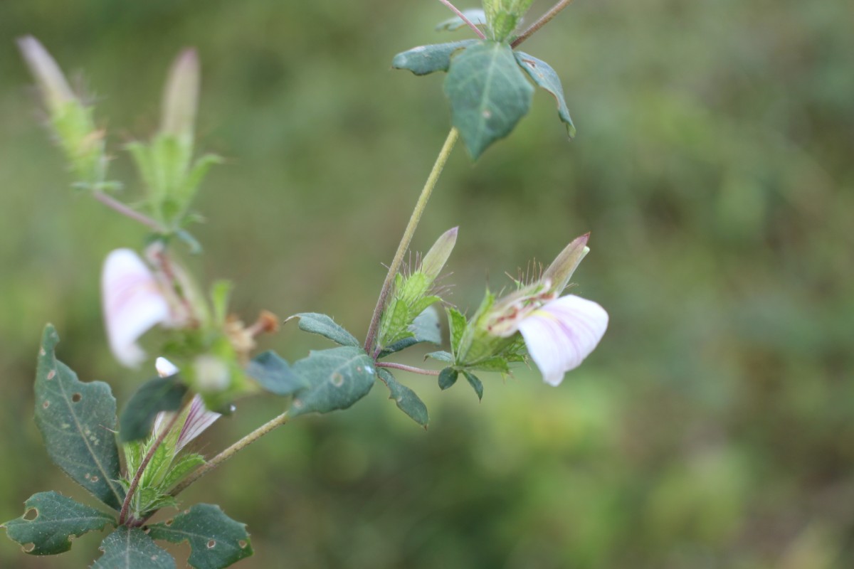 Blepharis maderaspatensis (L.) B.Heyne ex Roth